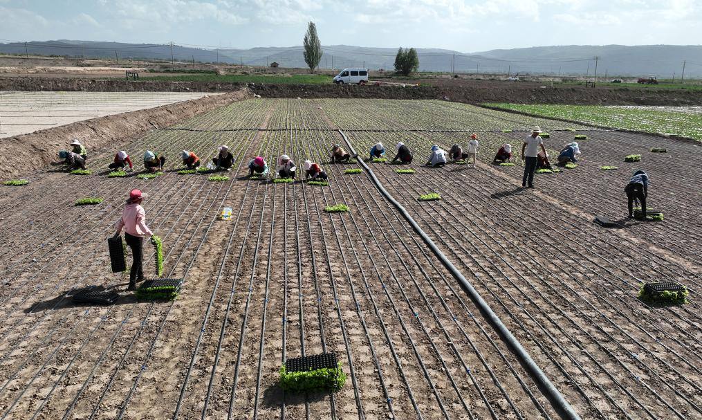 甘肅省定西市安定區(qū)內(nèi)官營鎮(zhèn)菜農(nóng)在鋪設(shè)了滴灌管道的地里移植西芹（資料圖片）。（楊曉軍 攝）