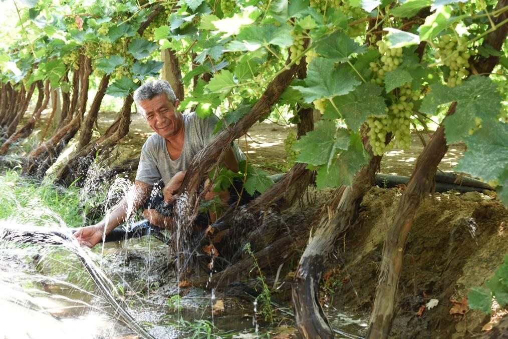 吐魯番市高昌區(qū)亞爾鎮(zhèn)夏勒克村農(nóng)民調(diào)整高效節(jié)水設(shè)施澆灌葡萄（2024年8月5日攝）。（劉健 攝）