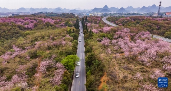 游客驅(qū)車前來(lái)清鎮(zhèn)市紅楓湖鎮(zhèn)右二村踏青游玩（4月5日攝，無(wú)人機(jī)照片）。