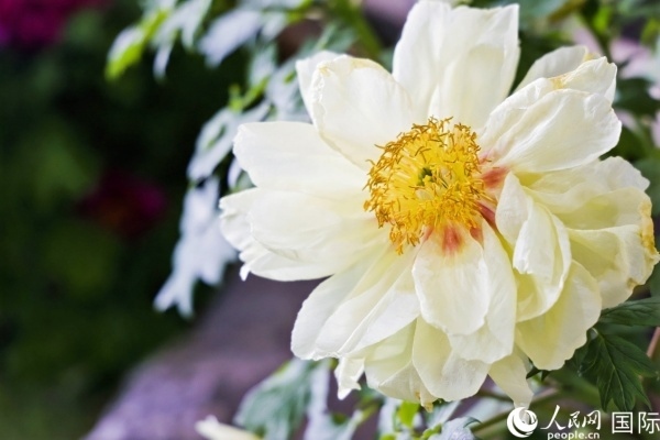 洛陽國家牡丹園牡丹盛開。 人民網(wǎng)記者 魯揚(yáng)攝