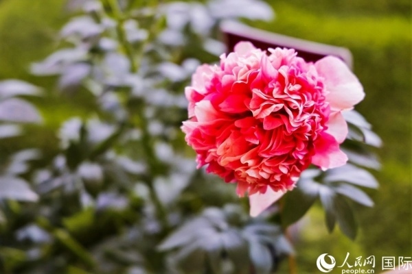 洛陽國家牡丹園牡丹盛開。 人民網(wǎng)記者 魯揚(yáng)攝