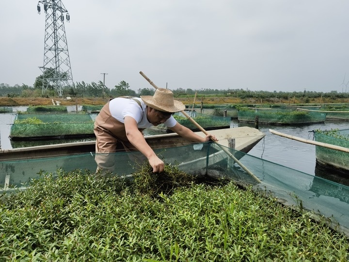 陳樹在湖北省仙桃市剅河鎮(zhèn)余腦村黃鱔繁育基地觀察黃鱔長勢。新華社記者宋立崑 攝