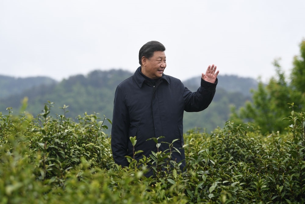 2020年4月21日，習近平總書記來到陜西安康市平利縣老縣鎮(zhèn)，在茶園考察脫貧攻堅情況。新華社記者 燕雁 攝