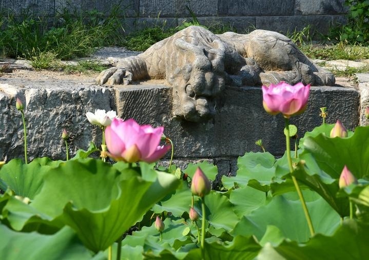 萬(wàn)寧橋位于北京地安門(mén)外大街中部、什剎海東岸，是北京中軸線上最古老的橋梁，至今已有700多年歷史。近年來(lái)，北京市持續(xù)為萬(wàn)寧橋“瘦身減負(fù)”，橋體風(fēng)貌得以完整展現(xiàn)，方便游客走近欣賞，深入了解古橋承載的價(jià)值和內(nèi)涵。這是2023年7月18日拍攝的北京萬(wàn)寧橋橋東的鎮(zhèn)水獸。